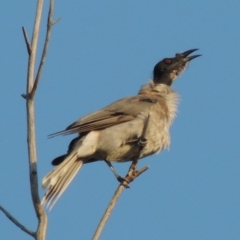 Philemon corniculatus (Noisy Friarbird) at Pine Island to Point Hut - 19 Feb 2015 by michaelb