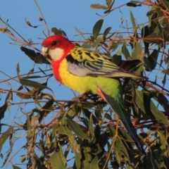 Platycercus eximius (Eastern Rosella) at Greenway, ACT - 24 May 2015 by michaelb