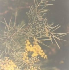 Acacia boormanii (Snowy River Wattle) at Tuggeranong Hill - 28 Aug 2010 by michaelb