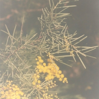 Acacia boormanii (Snowy River Wattle) at Conder, ACT - 28 Aug 2010 by michaelb