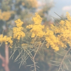 Acacia boormanii at Conder, ACT - 29 Aug 2010