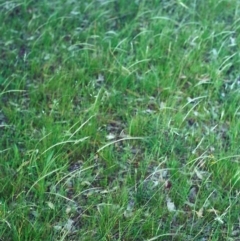 Dichelachne rara (Plume Grass) at Tuggeranong Hill - 10 Dec 2000 by michaelb