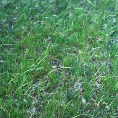 Dichelachne rara (Plume Grass) at Conder, ACT - 11 Dec 2000 by MichaelBedingfield