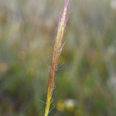 Dichelachne micrantha (Short-Haired Plume Grass) at Conder, ACT - 1 Dec 1999 by MichaelBedingfield