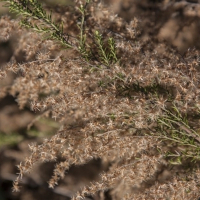 Cassinia sifton (Sifton Bush, Chinese Shrub) at Isaacs Ridge Offset Area - 31 May 2015 by RussellB