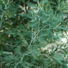 Acacia dealbata (Silver Wattle) at Conder, ACT - 19 Apr 2000 by michaelb