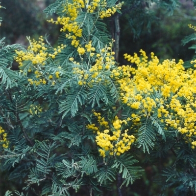 Acacia dealbata (Silver Wattle) at Rob Roy Range - 30 Aug 2000 by michaelb