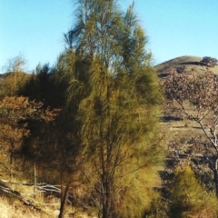 Allocasuarina verticillata (Drooping Sheoak) at Tuggeranong Hill - 21 Jul 2001 by michaelb