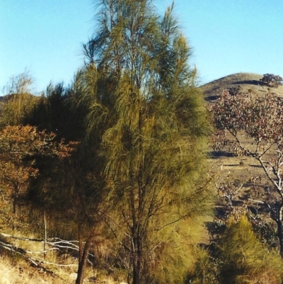 Allocasuarina verticillata (Drooping Sheoak) at Conder, ACT - 22 Jul 2001 by MichaelBedingfield