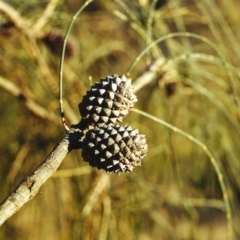 Allocasuarina verticillata (Drooping Sheoak) at Rob Roy Range - 12 Jan 2001 by michaelb