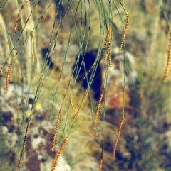 Allocasuarina verticillata (Drooping Sheoak) at Conder, ACT - 10 Aug 2000 by michaelb