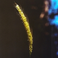 Dichelachne sp. (Plume Grasses) at Bruce Ridge - 4 Mar 2012 by michaelb
