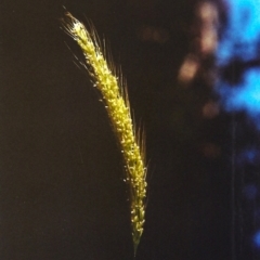 Dichelachne sp. (Plume Grasses) at Bruce, ACT - 5 Mar 2012 by MichaelBedingfield