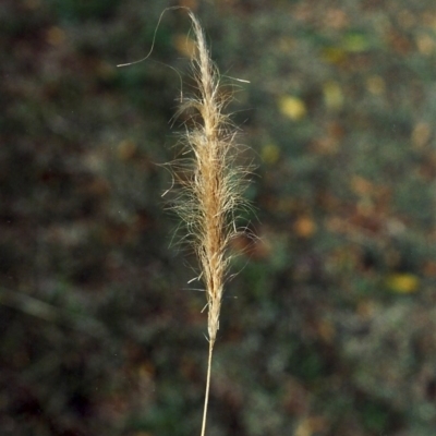 Dichelachne (genus) (Plume Grasses) at Bonython, ACT - 22 May 2007 by MichaelBedingfield