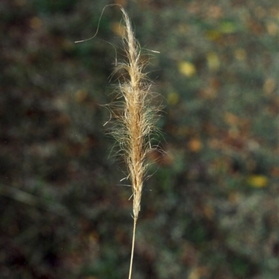 Dichelachne sp. (Plume Grasses) at Bonython, ACT - 21 May 2007 by michaelb