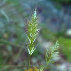 Dichelachne sp. (Plume Grasses) at Conder, ACT - 20 Nov 2000 by MichaelBedingfield