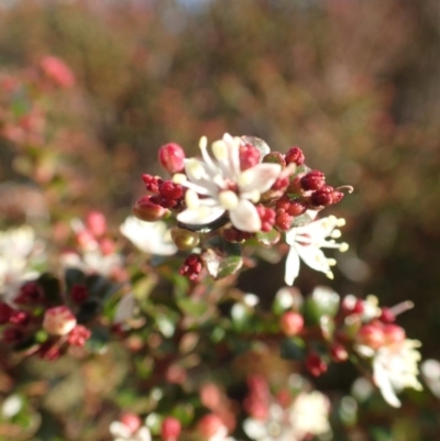 Leionema lamprophyllum subsp. obovatum (Shiny Phebalium) at Brindabella National Park - 4 Jun 2015 by lyndsey