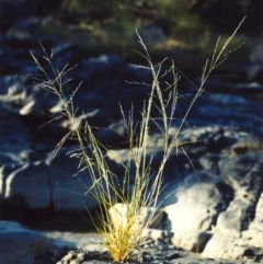 Eragrostis parviflora (Weeping Love Grass) at Pine Island to Point Hut - 24 Jan 2007 by michaelb