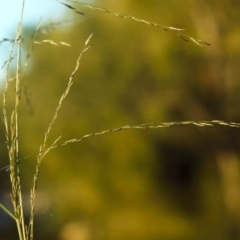 Eragrostis parviflora (Weeping Love Grass) at Greenway, ACT - 25 Jan 2007 by MichaelBedingfield