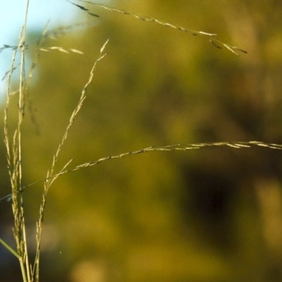 Eragrostis parviflora (Weeping Love Grass) at Greenway, ACT - 24 Jan 2007 by michaelb