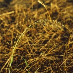 Eragrostis parviflora (Weeping Love Grass) at Point Hut to Tharwa - 19 Jan 2007 by michaelb