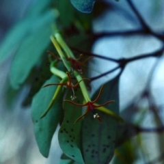 Muellerina eucalyptoides (Creeping Mistletoe) at Rob Roy Range - 10 Jan 2001 by michaelb