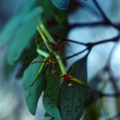 Muellerina eucalyptoides (Creeping Mistletoe) at Theodore, ACT - 10 Jan 2001 by michaelb