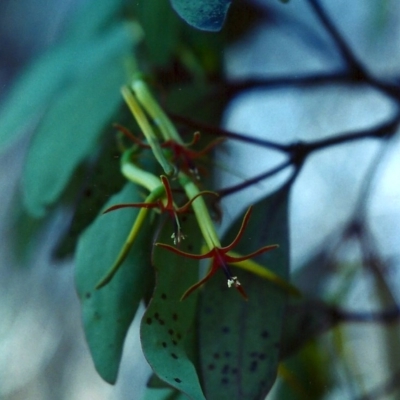 Muellerina eucalyptoides (Creeping Mistletoe) at Rob Roy Range - 10 Jan 2001 by michaelb