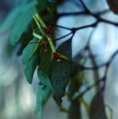 Muellerina eucalyptoides at Theodore, ACT - 11 Jan 2001