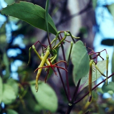 Muellerina eucalyptoides (Creeping Mistletoe) at Tuggeranong DC, ACT - 12 Jan 2001 by michaelb