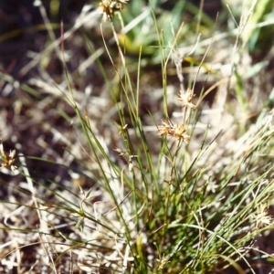 Juncus homalocaulis at Conder, ACT - 15 Feb 2000 12:00 AM