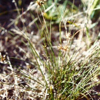 Juncus homalocaulis (A Rush) at Conder, ACT - 15 Feb 2000 by MichaelBedingfield