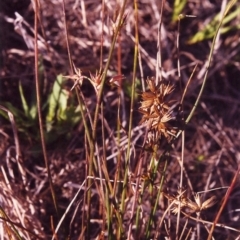 Juncus homalocaulis (A Rush) at Conder, ACT - 11 Mar 2000 by MichaelBedingfield