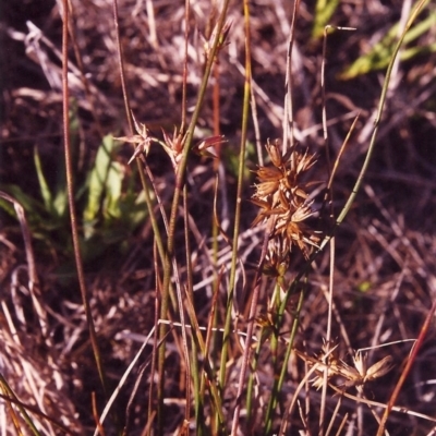 Juncus homalocaulis (A Rush) at Tuggeranong Hill - 10 Mar 2000 by michaelb