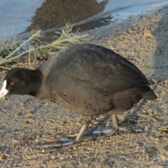 Fulica atra (Eurasian Coot) at Lake Tuggeranong - 22 Aug 2014 by michaelb