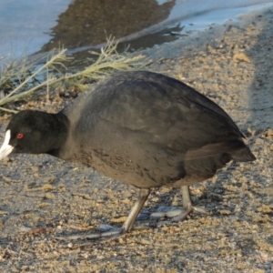 Fulica atra at Greenway, ACT - 22 Aug 2014