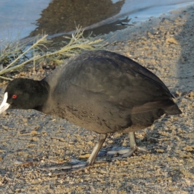 Fulica atra (Eurasian Coot) at Greenway, ACT - 22 Aug 2014 by michaelb