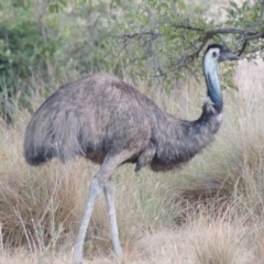 Dromaius novaehollandiae (Emu) at Paddys River, ACT - 13 Jan 2014 by MichaelBedingfield