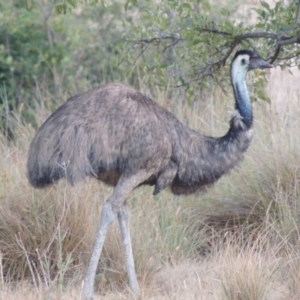 Dromaius novaehollandiae at Paddys River, ACT - 13 Jan 2014