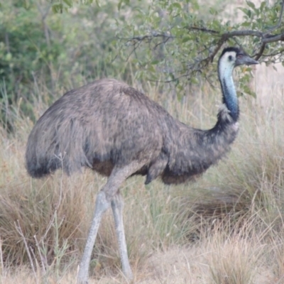 Dromaius novaehollandiae (Emu) at Paddys River, ACT - 13 Jan 2014 by MichaelBedingfield