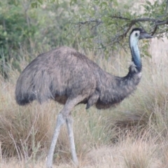 Dromaius novaehollandiae (Emu) at Paddys River, ACT - 13 Jan 2014 by michaelb