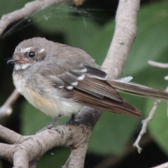 Rhipidura albiscapa (Grey Fantail) at Paddys River, ACT - 31 Jan 2015 by michaelb