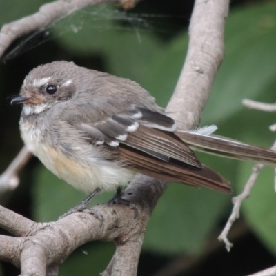 Rhipidura albiscapa (Grey Fantail) at Paddys River, ACT - 31 Jan 2015 by MichaelBedingfield