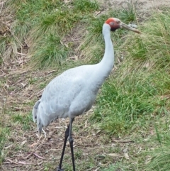 Grus rubicunda (Brolga) at Paddys River, ACT - 3 Nov 2012 by galah681