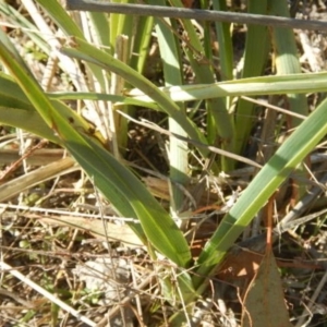 Dianella sp. aff. longifolia (Benambra) at Stromlo, ACT - 30 May 2015