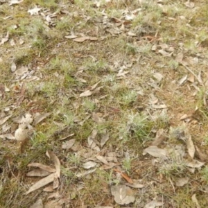 Leucochrysum albicans subsp. tricolor at Majura, ACT - 8 Jun 2015 12:46 PM