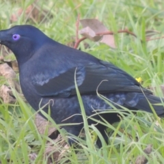 Ptilonorhynchus violaceus (Satin Bowerbird) at Conder, ACT - 27 May 2015 by MichaelBedingfield