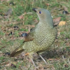 Ptilonorhynchus violaceus (Satin Bowerbird) at Conder, ACT - 20 May 2015 by michaelb