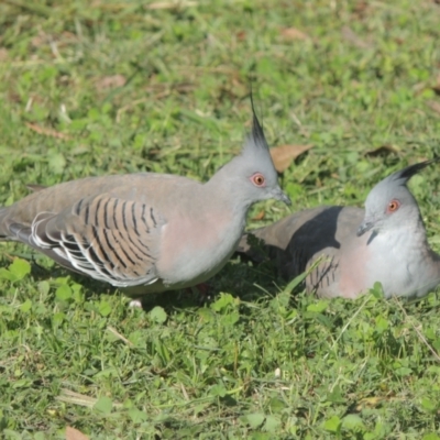 Ocyphaps lophotes (Crested Pigeon) at Pollinator-friendly garden Conder - 1 Apr 2014 by michaelb