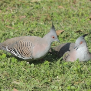 Ocyphaps lophotes at Conder, ACT - 1 Apr 2014